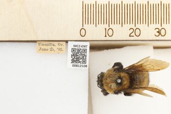 Media type: image;   Entomology 812108 Aspect: labels
